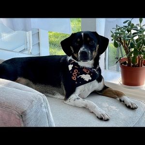 Meet your Posher, Kali